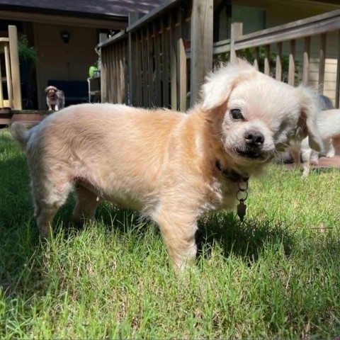 cassie, an adoptable Pekingese in Houston, TX, 77006 | Photo Image 2