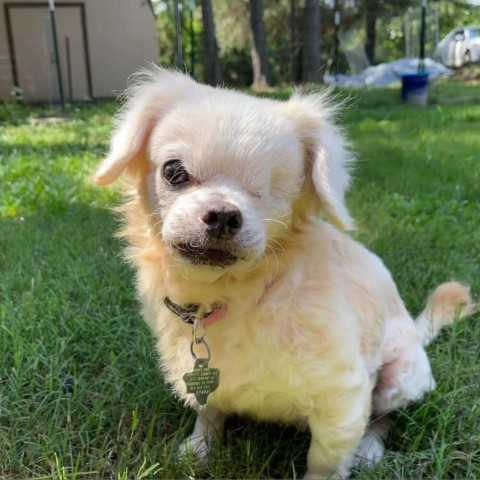 cassie, an adoptable Pekingese in Houston, TX, 77006 | Photo Image 3