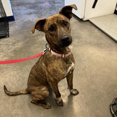 Enzo, an adoptable Pit Bull Terrier, Mixed Breed in Show Low, AZ, 85901 | Photo Image 1