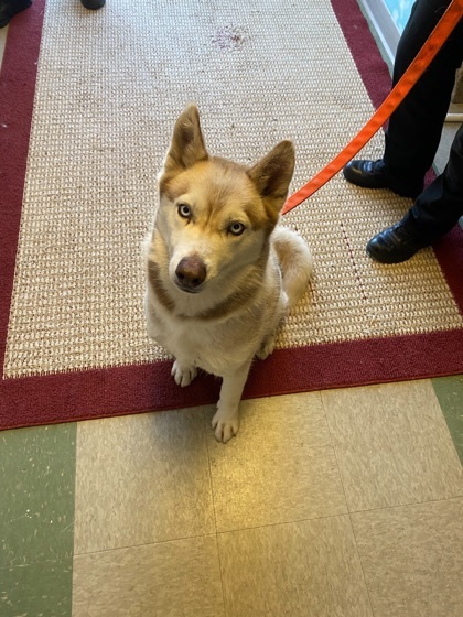 Astra, an adoptable Siberian Husky, Mixed Breed in Willmar, MN, 56201 | Photo Image 1