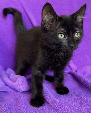 Polly, an adoptable Domestic Short Hair in Evergreen, CO, 80437 | Photo Image 1