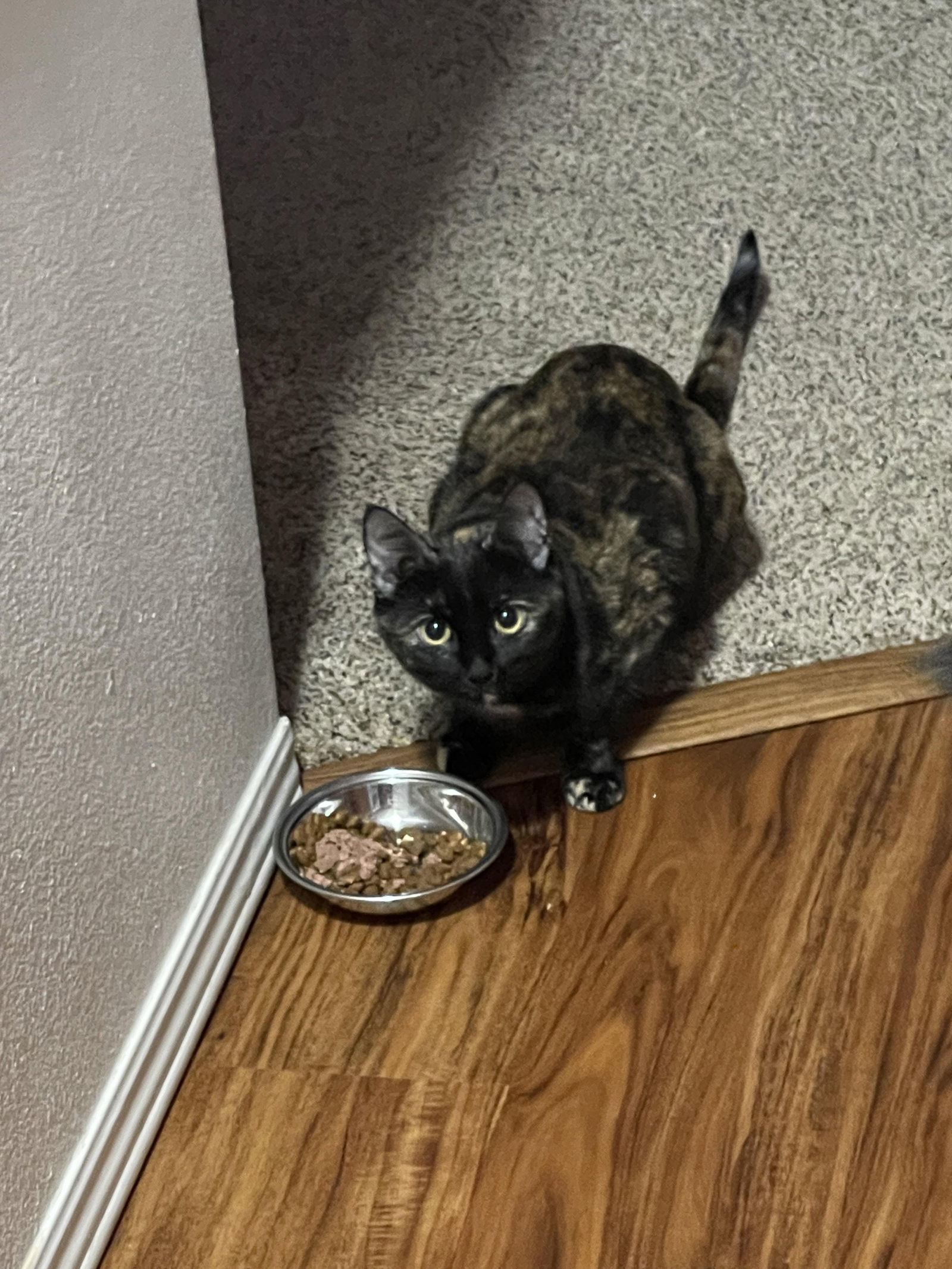 Bree, an adoptable Domestic Short Hair, Tortoiseshell in Evergreen, CO, 80437 | Photo Image 1