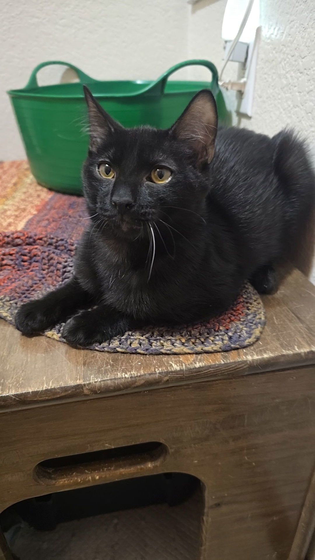 Pretzel, an adoptable Domestic Short Hair in Evergreen, CO, 80437 | Photo Image 1