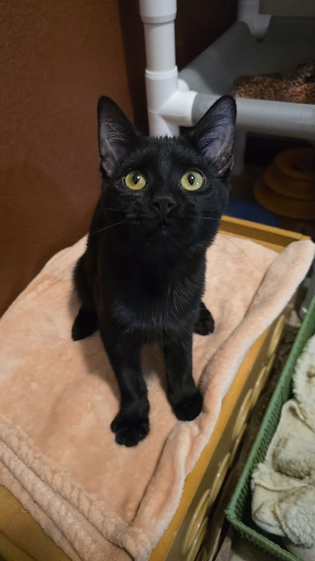 Penny, an adoptable Domestic Short Hair in Evergreen, CO, 80437 | Photo Image 1