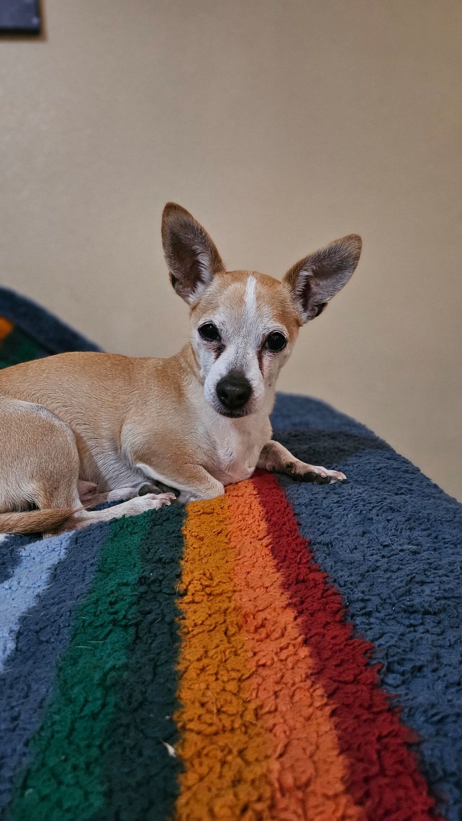 BEOWOLF, an adoptable Chihuahua in Chico, CA, 95973 | Photo Image 1