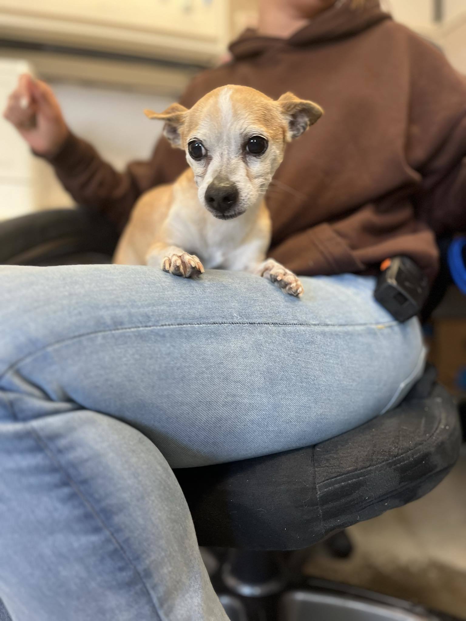 BEOWOLF, an adoptable Chihuahua in Chico, CA, 95973 | Photo Image 2