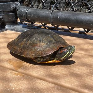 Hello my name is Cedar I am an adult male Red Eared Slider Turtle looking for a pond to call