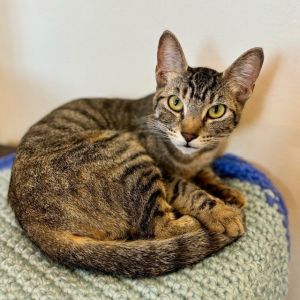 Hey there My name is Vesper Im a gentle and curious 10 month old small size spayed female dome