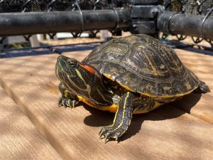 Hello my name is Juniper I am an adult female Red Eared Slider turtle looking for my new forever ho