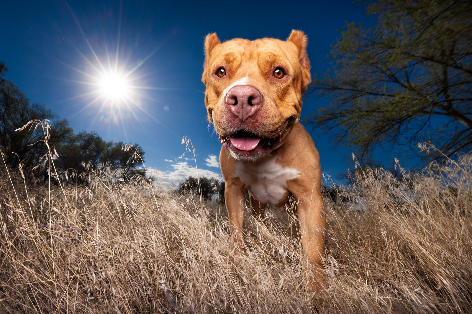 Sunshine, an adoptable Cane Corso in Fort Collins, CO, 80524 | Photo Image 1