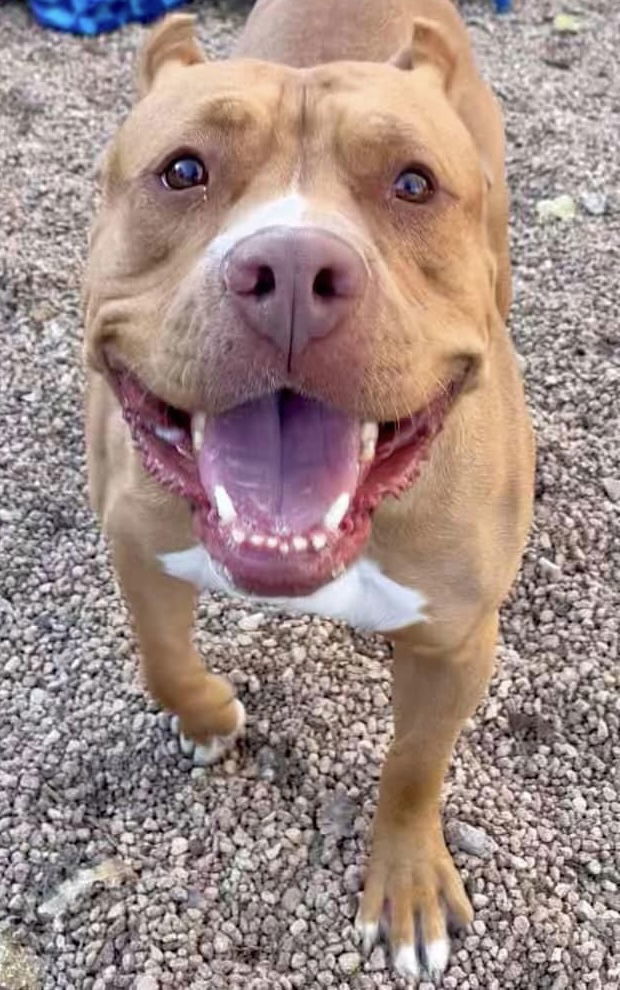 Sunshine, an adoptable Cane Corso in Fort Collins, CO, 80524 | Photo Image 2