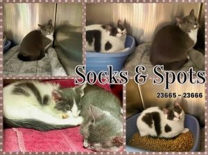 BONDED PAIR Socks  Spots have always been together and become stressed at even having to travel sep