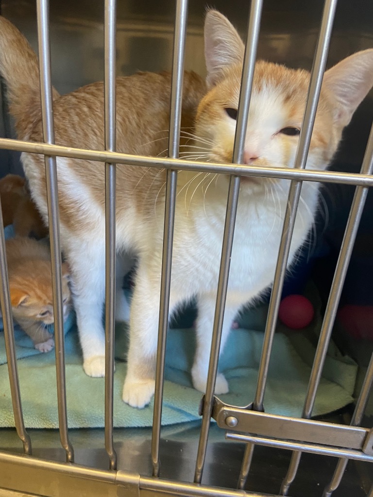 Forrest, an adoptable Domestic Short Hair in Virginia, MN, 55792 | Photo Image 2