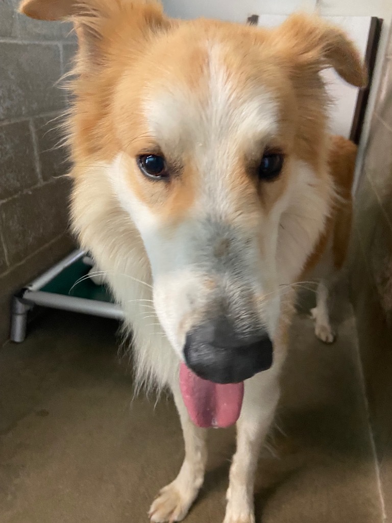 Troy, an adoptable Collie in Virginia, MN, 55792 | Photo Image 1