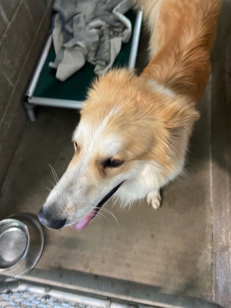 Troy, an adoptable Collie in Virginia, MN, 55792 | Photo Image 2