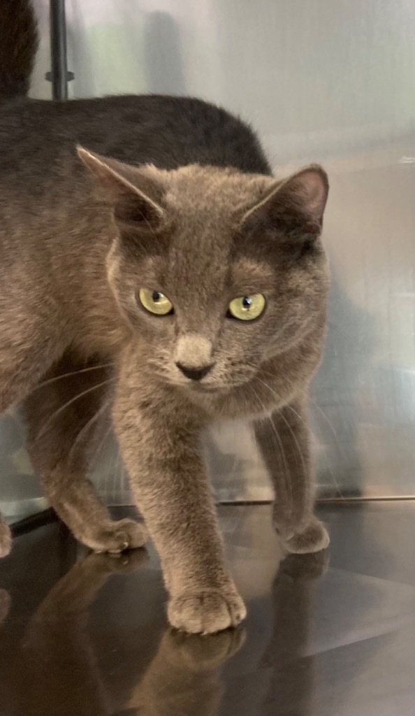 Dragonfly, an adoptable Domestic Short Hair in Virginia, MN, 55792 | Photo Image 1