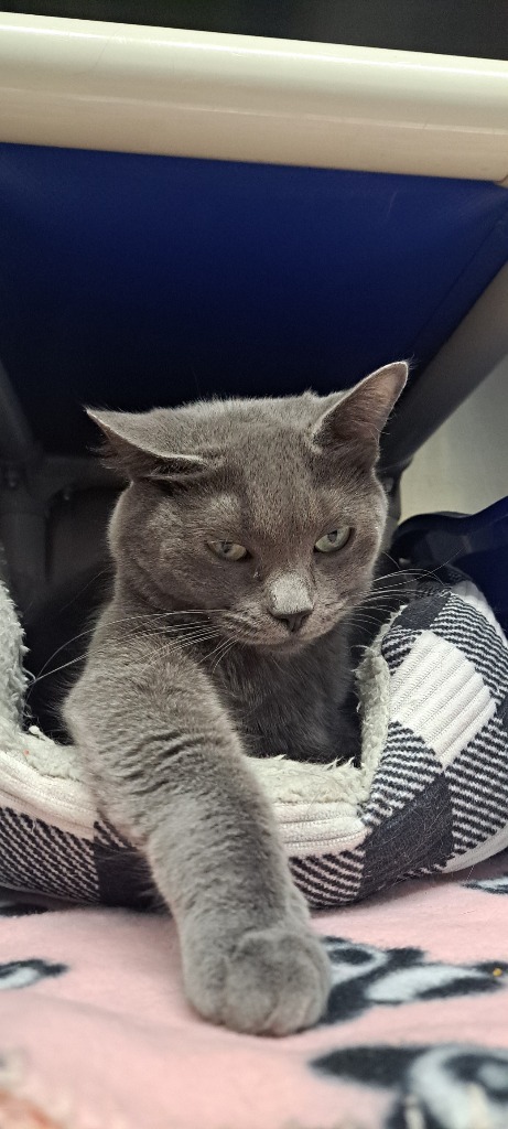Dragonfly, an adoptable Domestic Short Hair in Virginia, MN, 55792 | Photo Image 1