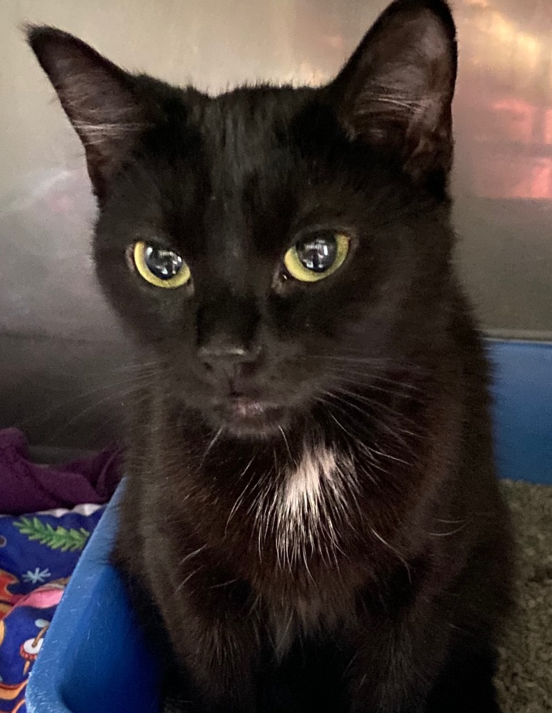 Bug, an adoptable Domestic Short Hair in Virginia, MN, 55792 | Photo Image 1