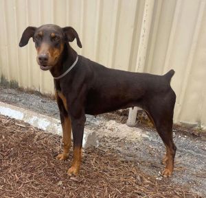 Alli Doberman Pinscher Dog