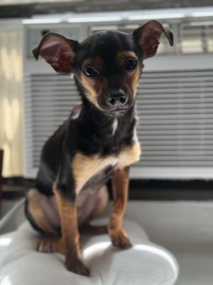 Richie is a 1-year-old 6-pound male chihuahua mix from Alabama Richie is a friendly curious and 
