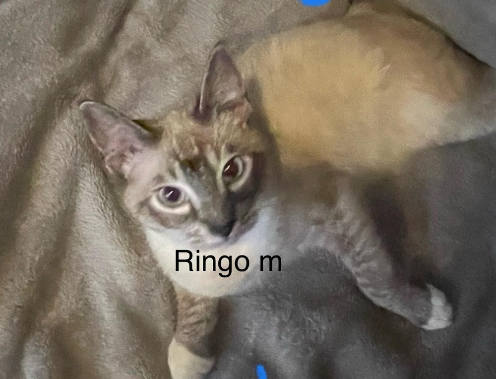 Ringo, an adoptable Domestic Short Hair in Bend, OR, 97701 | Photo Image 1