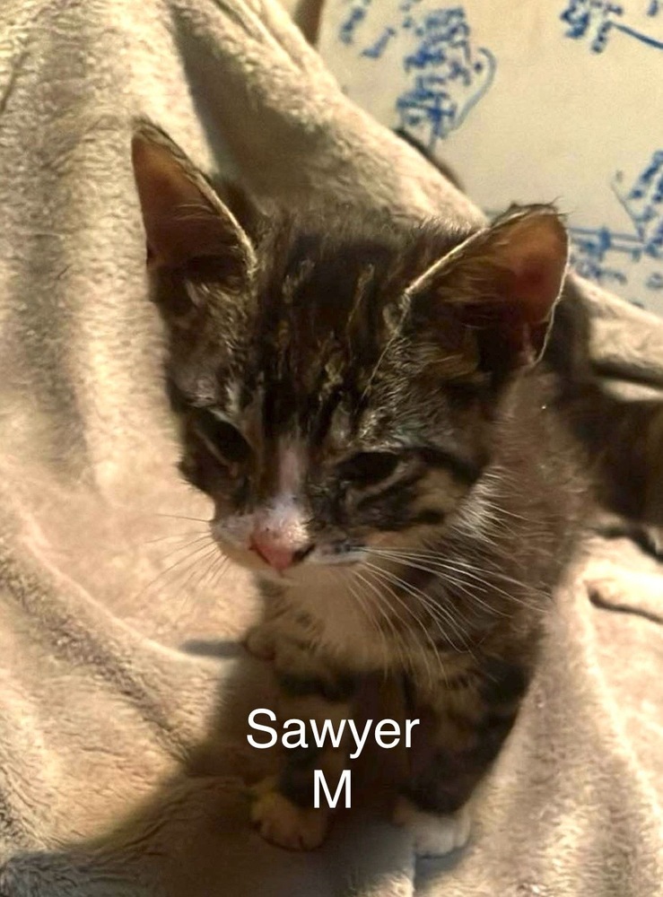 Sawyer, an adoptable Domestic Short Hair in Bend, OR, 97701 | Photo Image 1