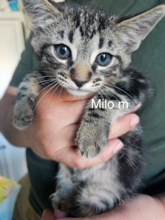 Milo, an adoptable Domestic Short Hair in Bend, OR, 97701 | Photo Image 1