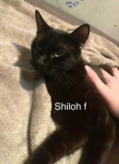 Shiloh, an adoptable Domestic Short Hair in Bend, OR, 97701 | Photo Image 1