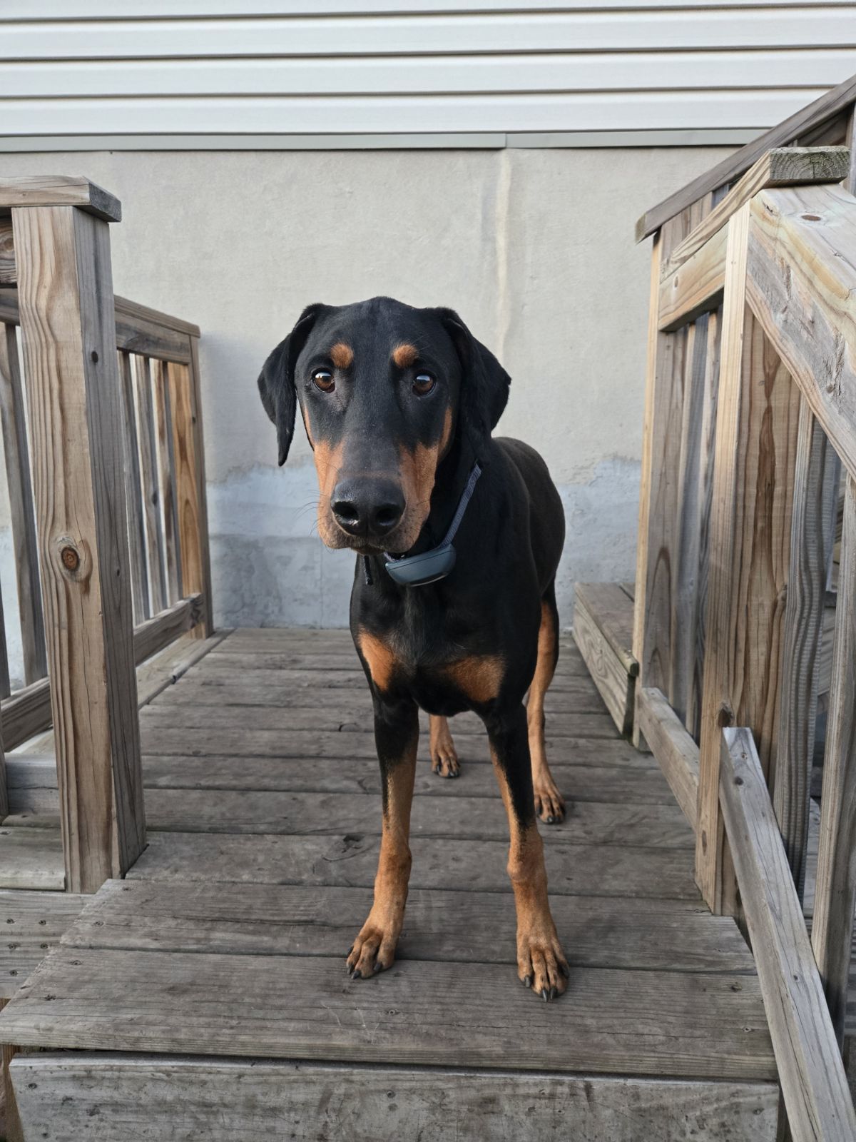 Raine, an adoptable Doberman Pinscher in Minneapolis, MN, 55403 | Photo Image 1