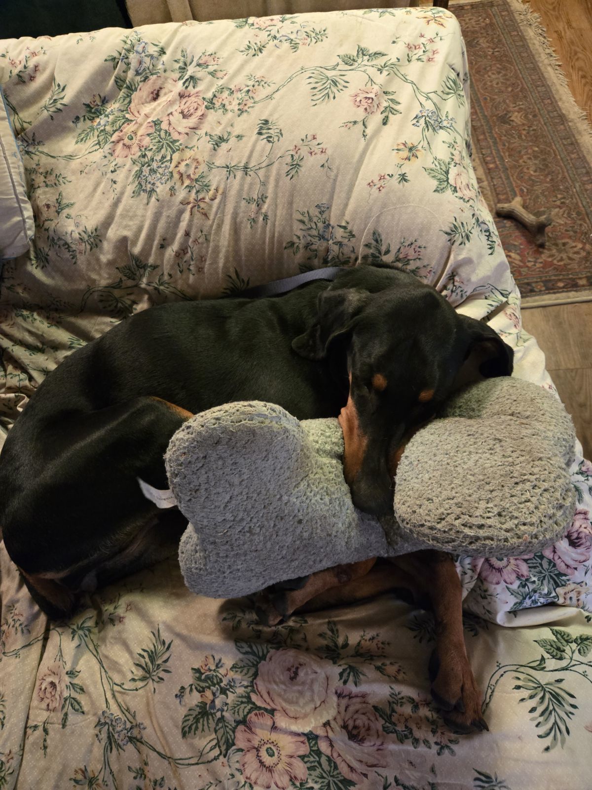 Raine, an adoptable Doberman Pinscher in Minneapolis, MN, 55403 | Photo Image 2