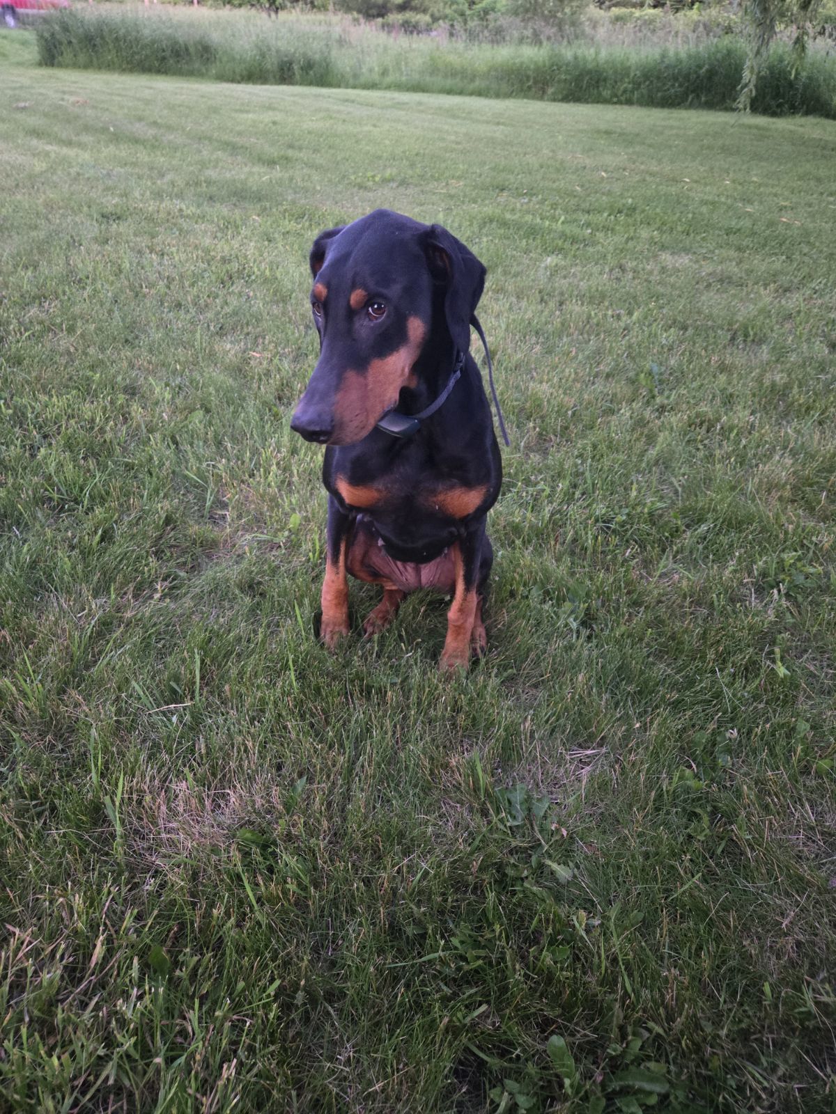 Raine, an adoptable Doberman Pinscher in Minneapolis, MN, 55403 | Photo Image 3