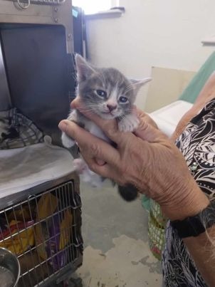 April, an adoptable Domestic Short Hair in Pahrump, NV, 89048 | Photo Image 1