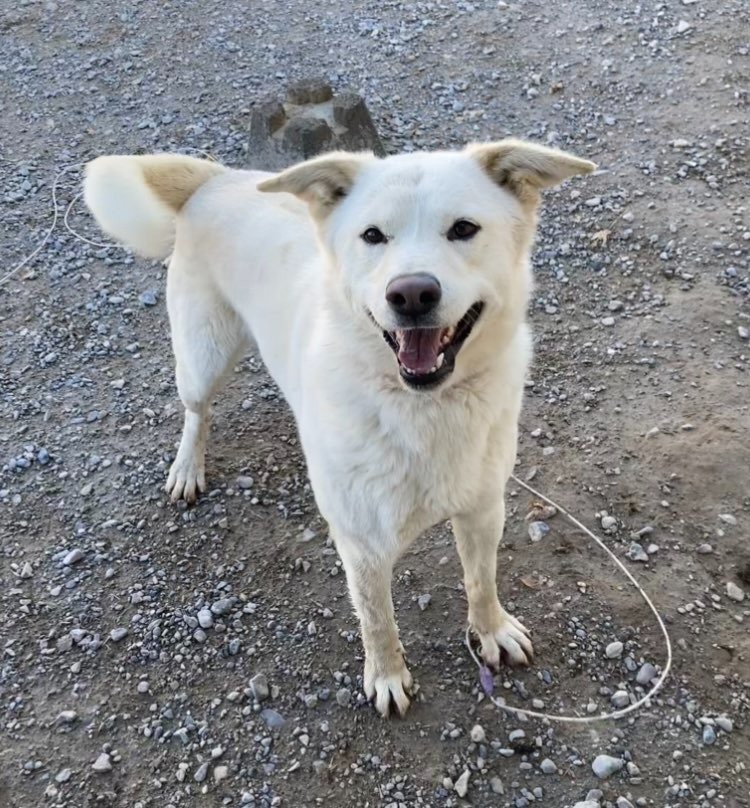 Queenie, an adoptable German Shepherd Dog, Siberian Husky in Pahrump, NV, 89048 | Photo Image 1