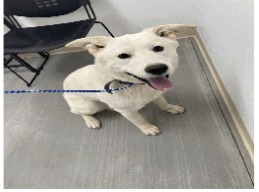 Queenie, an adoptable German Shepherd Dog, Siberian Husky in Pahrump, NV, 89048 | Photo Image 2