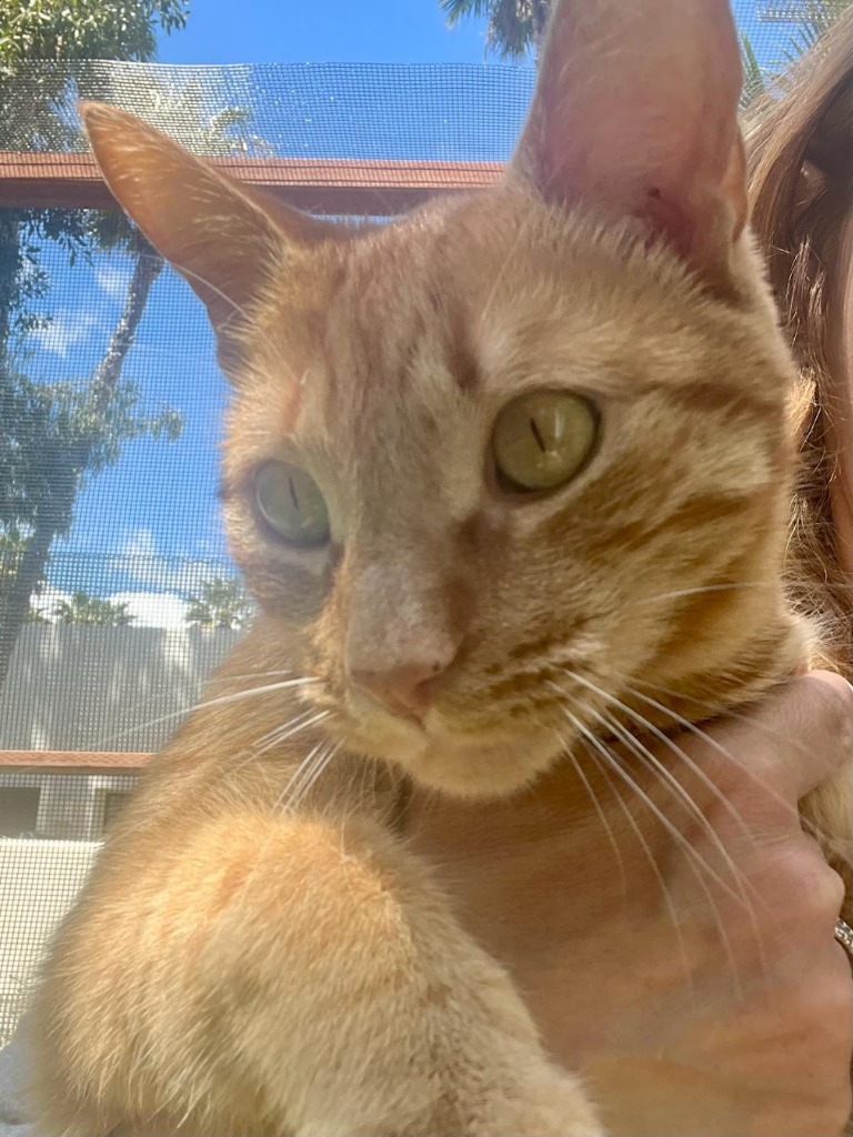 Fanta, an adoptable Domestic Short Hair in Santa Barbara, CA, 93110 | Photo Image 6