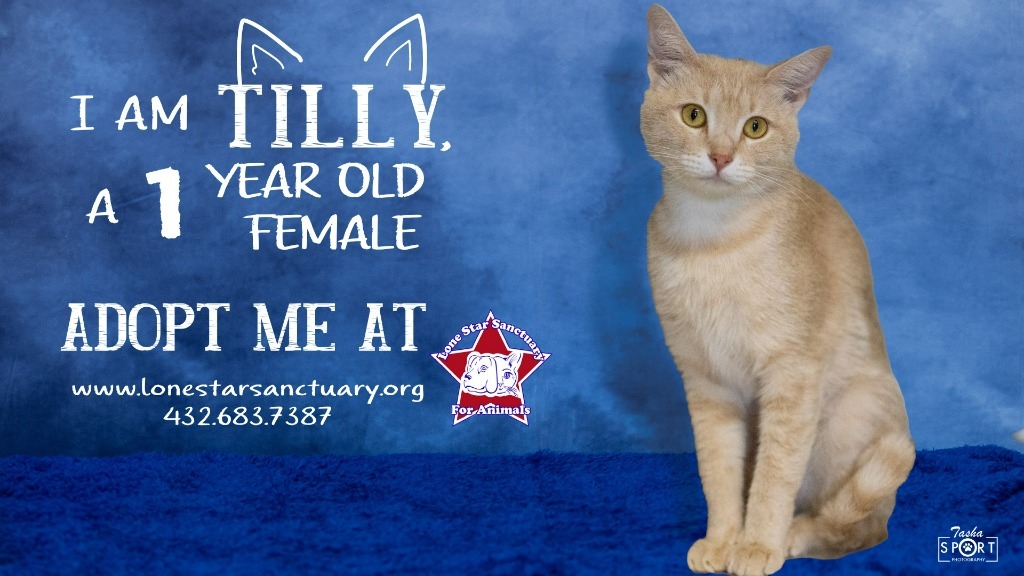 Tilly, an adoptable Domestic Short Hair in Midland, TX, 79705 | Photo Image 1