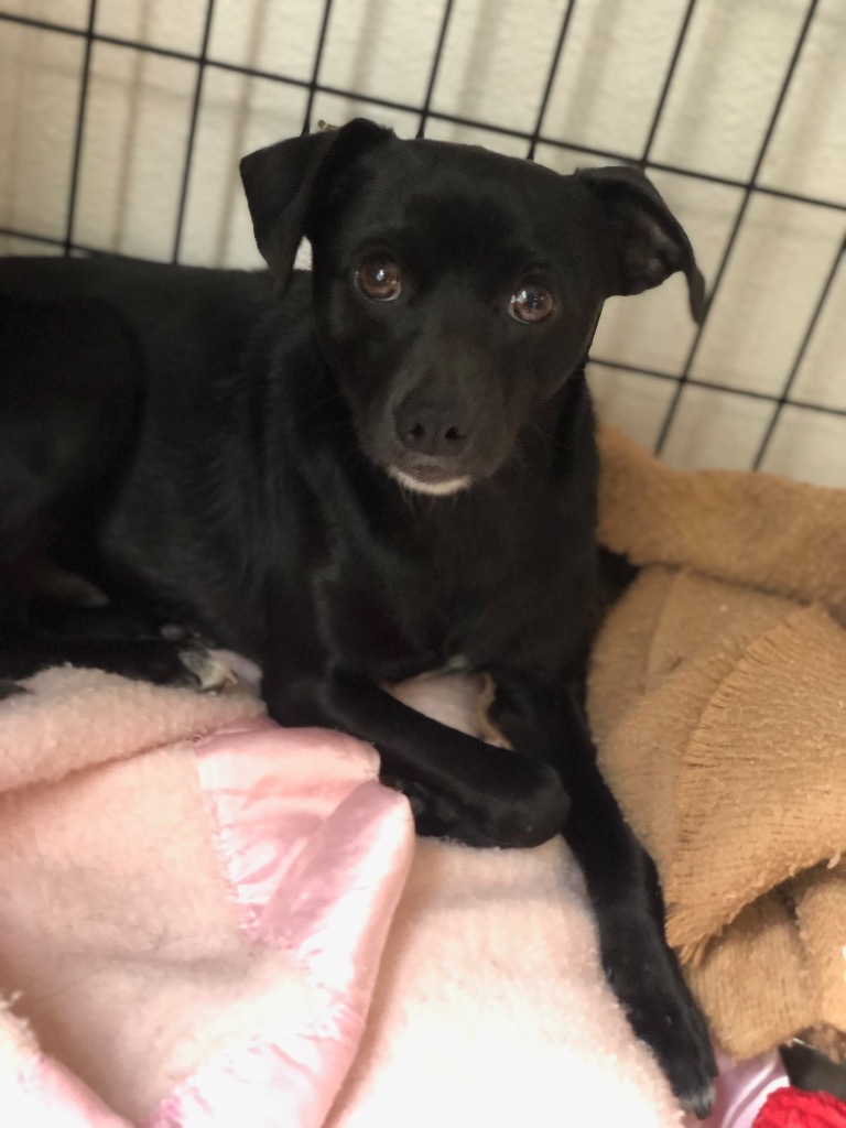 Bojangles, an adoptable Chihuahua, Smooth Fox Terrier in Thompson Falls, MT, 59873 | Photo Image 2