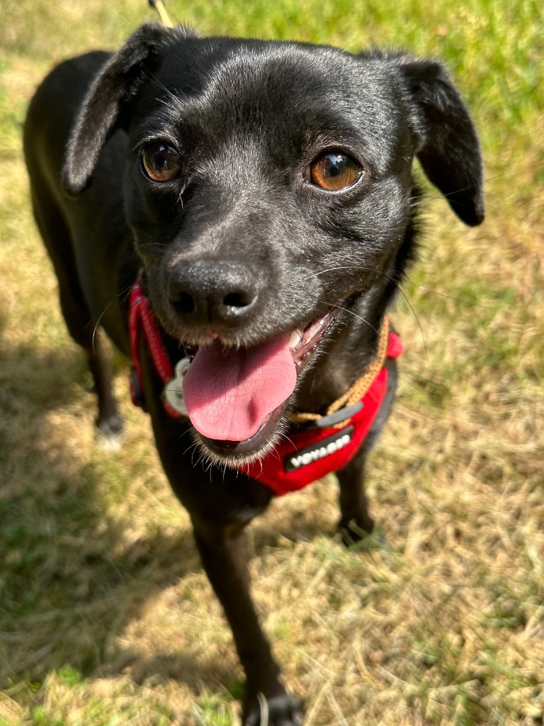 Bojangles, an adoptable Chihuahua, Smooth Fox Terrier in Thompson Falls, MT, 59873 | Photo Image 4