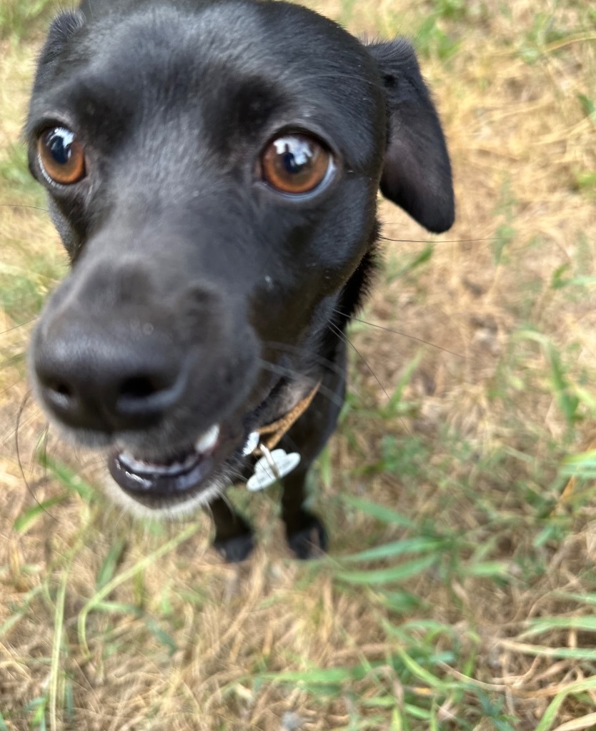 Bojangles, an adoptable Chihuahua, Smooth Fox Terrier in Thompson Falls, MT, 59873 | Photo Image 5