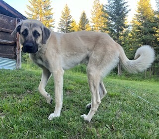 Ben, an adoptable Anatolian Shepherd in Thompson Falls, MT, 59873 | Photo Image 1