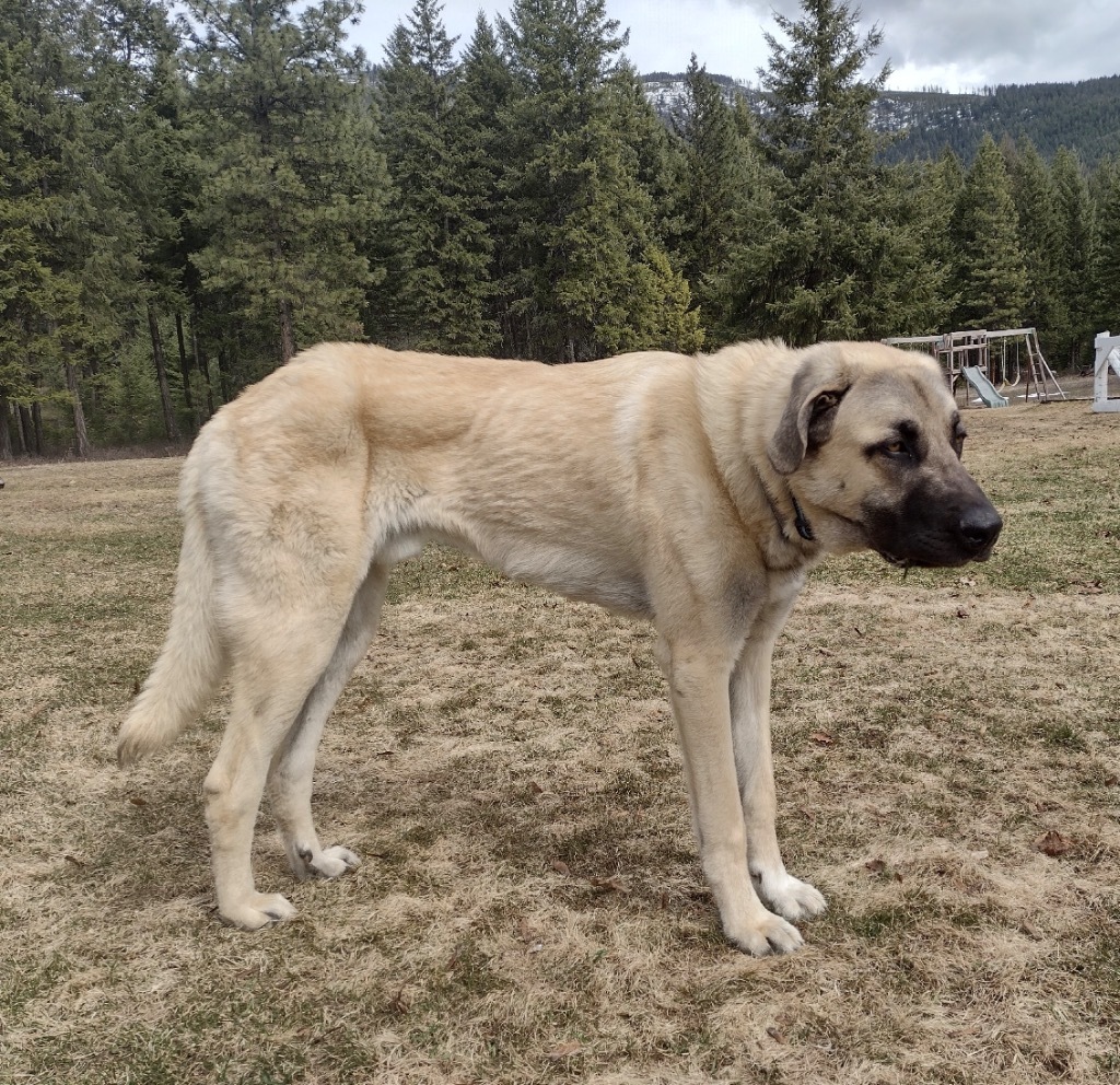 Ben, an adoptable Anatolian Shepherd in Thompson Falls, MT, 59873 | Photo Image 2