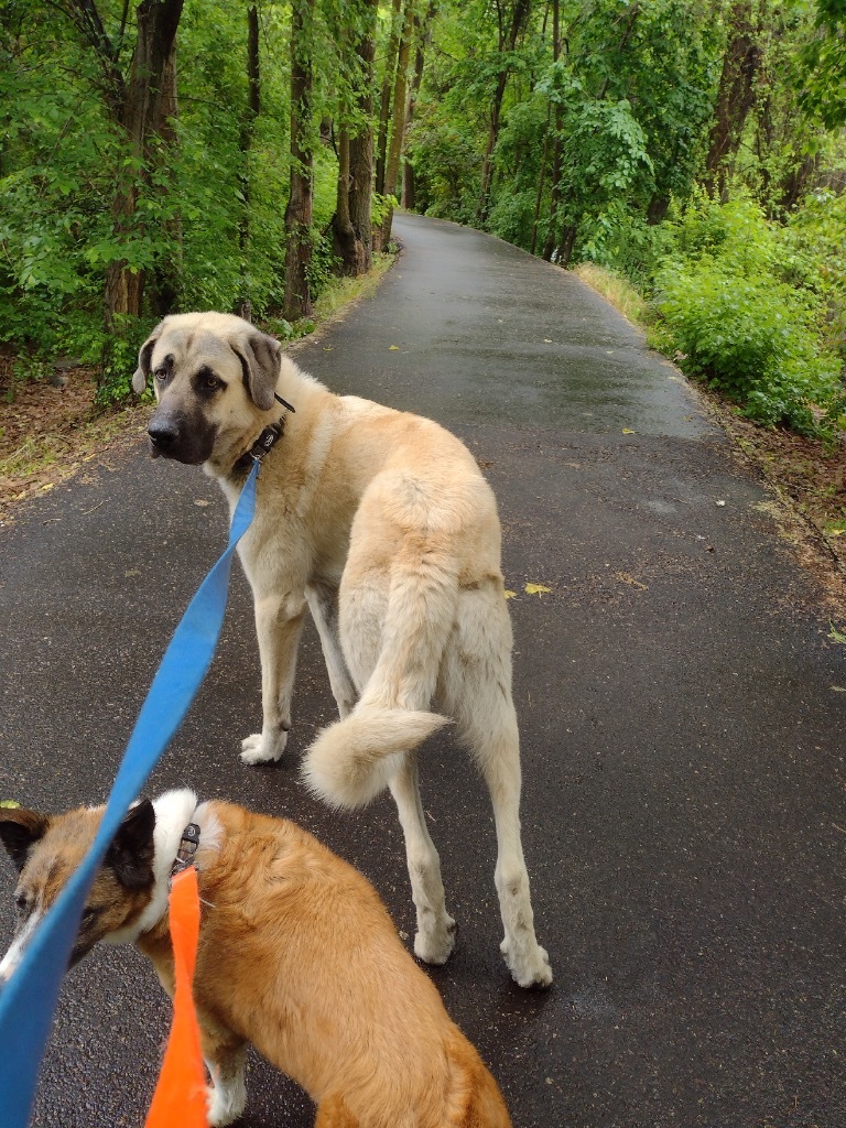 Ben, an adoptable Anatolian Shepherd in Thompson Falls, MT, 59873 | Photo Image 3