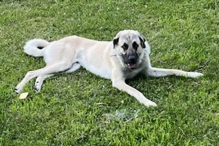 Ben, an adoptable Anatolian Shepherd in Thompson Falls, MT, 59873 | Photo Image 4