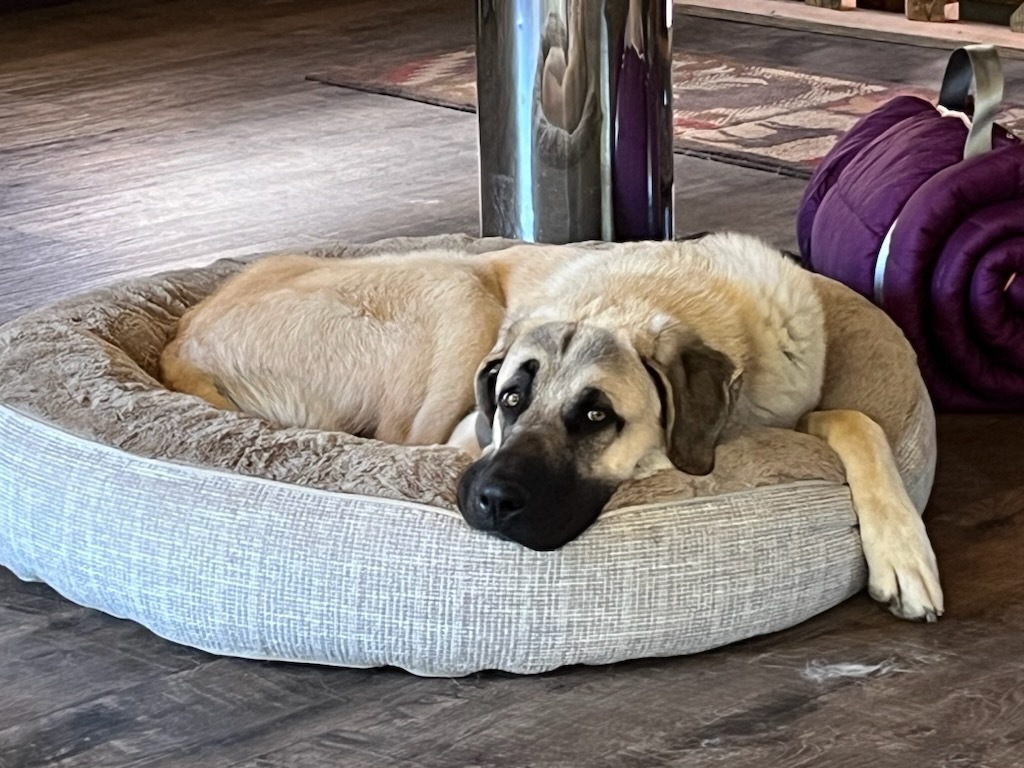 Ben, an adoptable Anatolian Shepherd in Thompson Falls, MT, 59873 | Photo Image 5