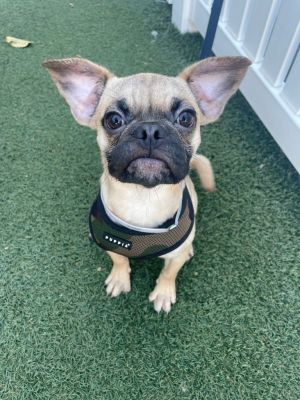 Hi there Im Bill a 4-month-old Frenchie-Pug mix with a heart full of love and a spirit full of en