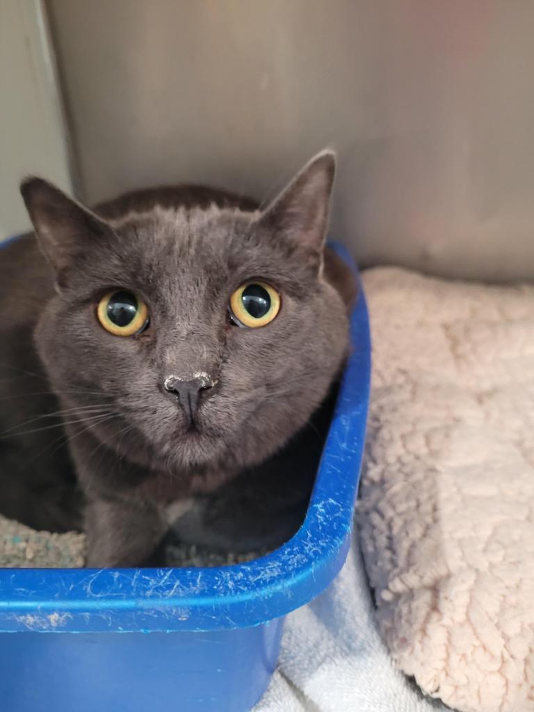 Ashley, an adoptable Domestic Short Hair in Pahrump, NV, 89048 | Photo Image 1