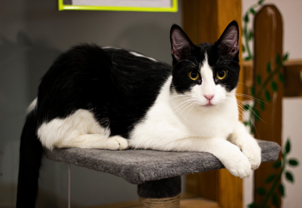 Archie, an adoptable Domestic Short Hair in Prairie du Chien, WI, 53821 | Photo Image 1