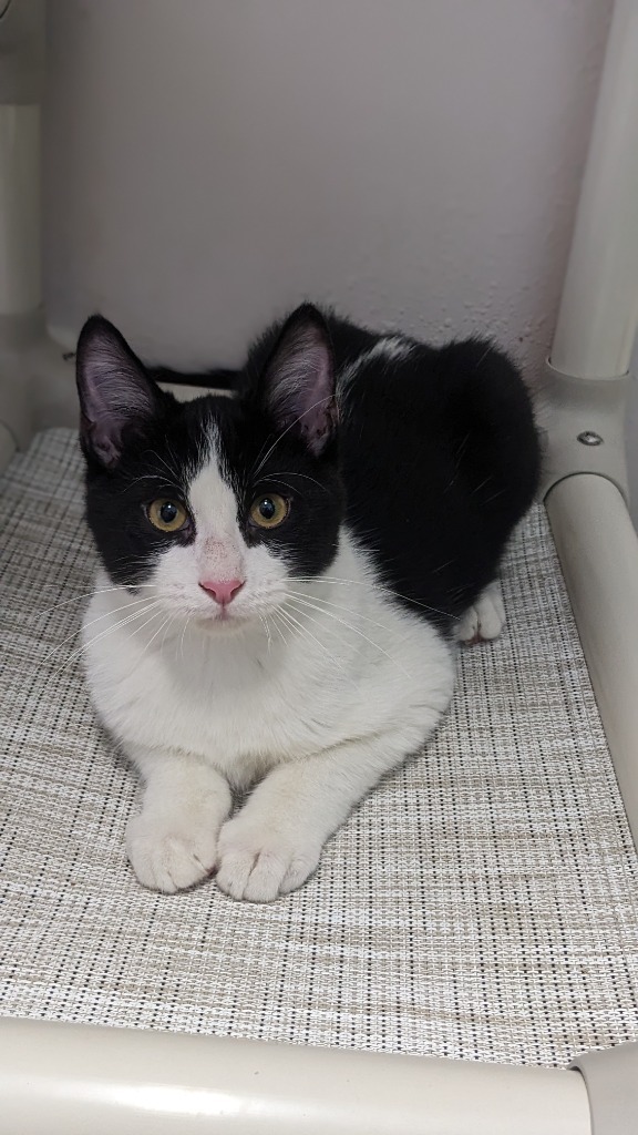 Archie, an adoptable Domestic Short Hair in Prairie du Chien, WI, 53821 | Photo Image 2