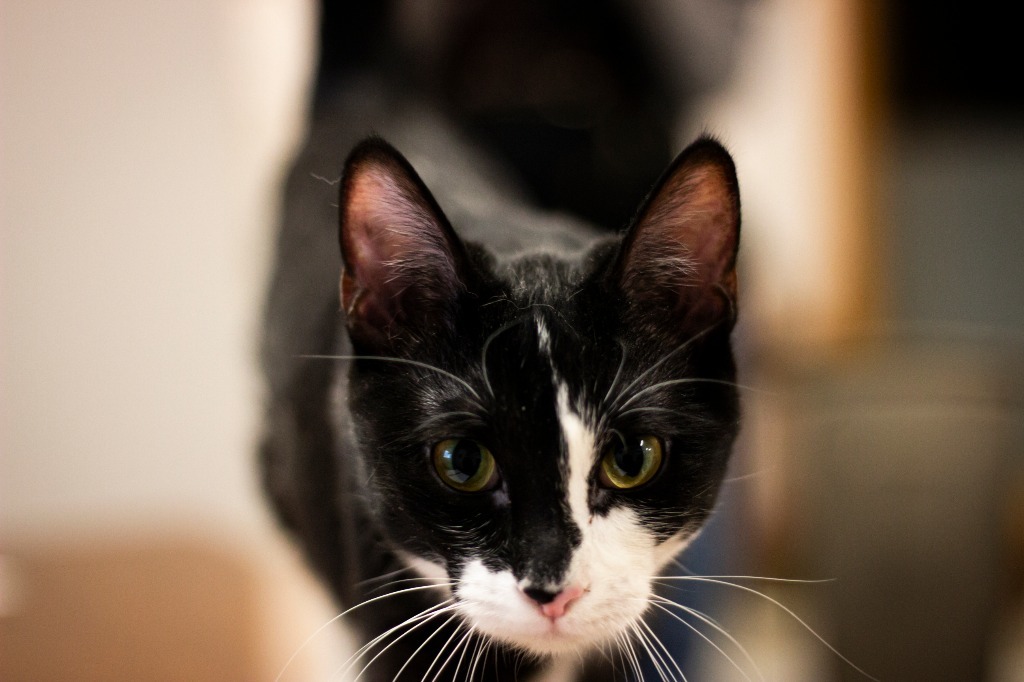 Ashley, an adoptable Domestic Short Hair in Prairie du Chien, WI, 53821 | Photo Image 1