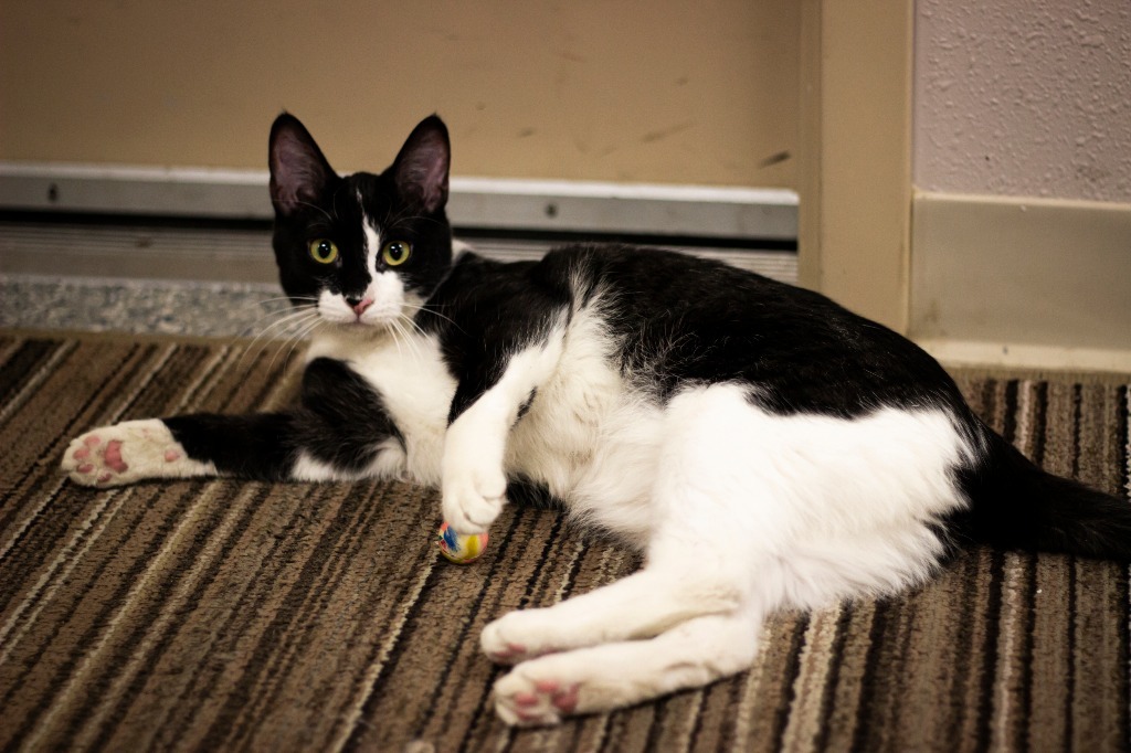 Ashley, an adoptable Domestic Short Hair in Prairie du Chien, WI, 53821 | Photo Image 3